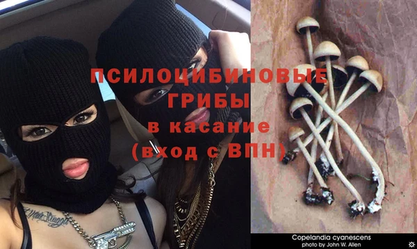 прущие грибы Бугульма